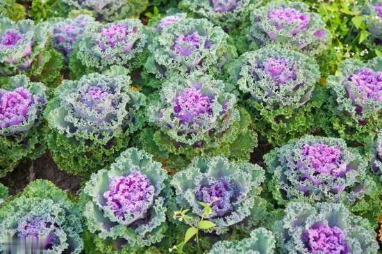 糖尿病必吃的5种食物