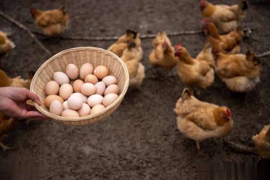 早上吃鸡蛋医生科普