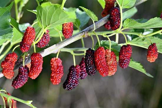 桑葚搭配什么补气血