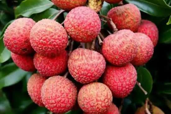 胰腺炎可以吃葡萄吗