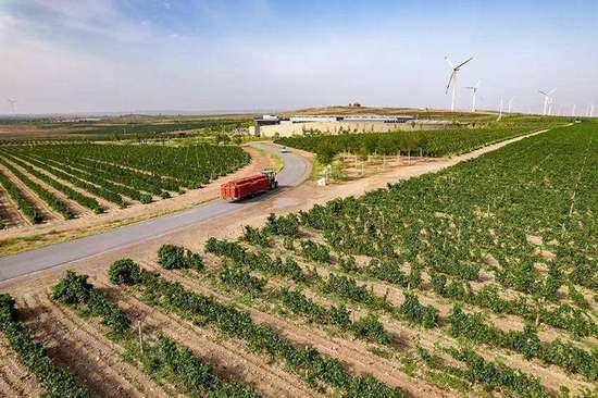 宁夏贺兰山东麓的葡萄酒