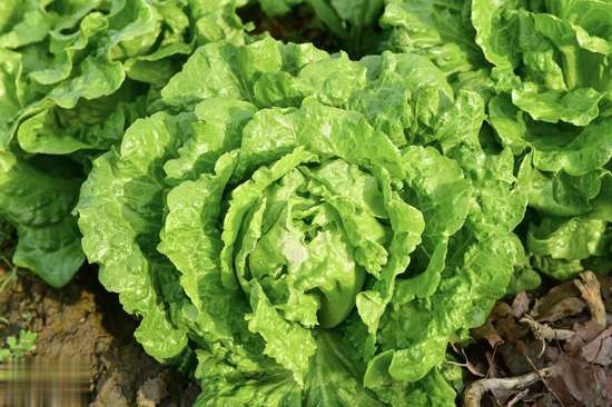 减肥必备10种食材