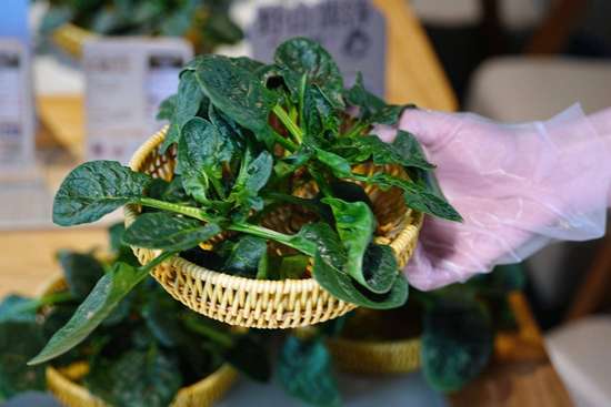 巴奴火锅笨菠菜介绍