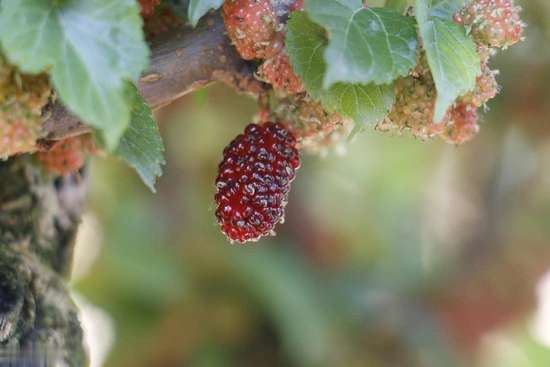 桑葚搭配什么补气血