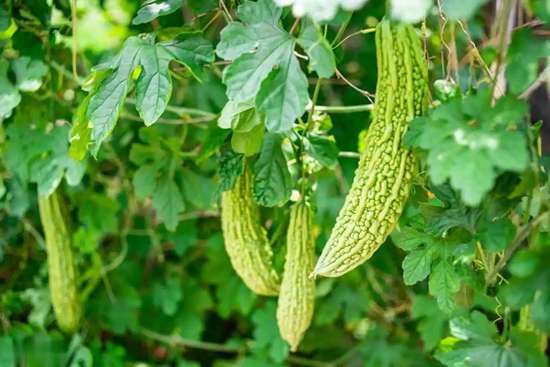 苦瓜降糖真相