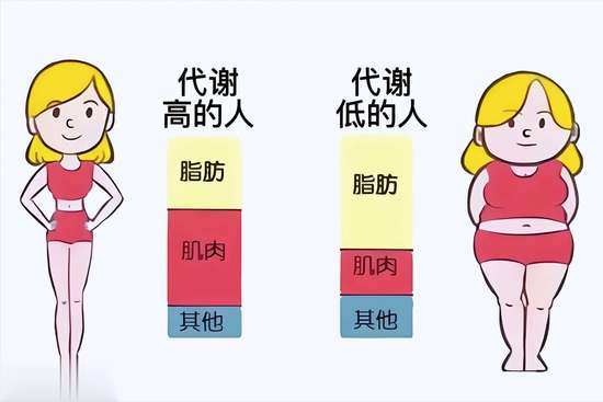 想瘦上半身做哪些运动