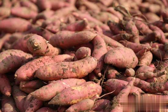 冬天进补适合吃什么食物