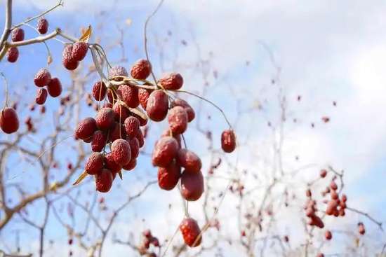 研究发现天天吃红枣的人