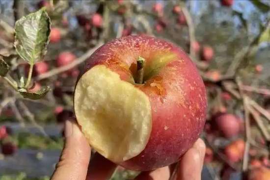 苹果是天然胰岛素