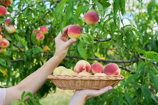 医生暗示多吃蔬菜