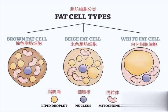 基础代谢进入节能模式