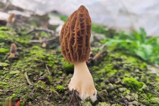 年龄越大越要吃肉