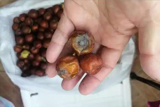 研究发现天天吃红枣的人