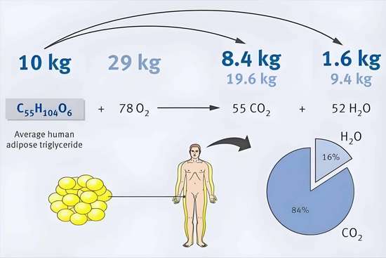 科学实测有氧运动燃脂