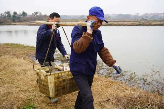 杀猪干塘的习俗