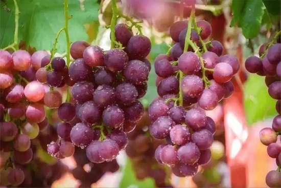 葡萄上市前管理