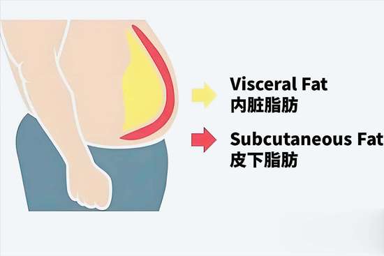 真正的内脏脂肪杀手