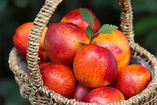 油桃糖尿病人可以吃吗