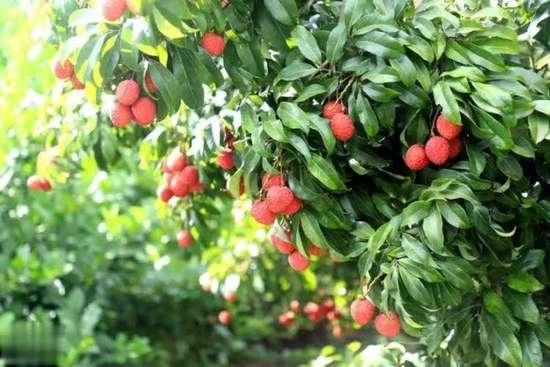 心脏病病人适合吃的水果