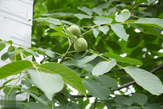 别只盯着菜篮子