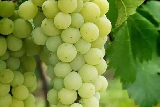 胰腺炎可以吃葡萄吗