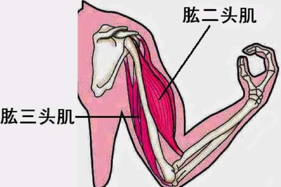 徒手增肌训练计划