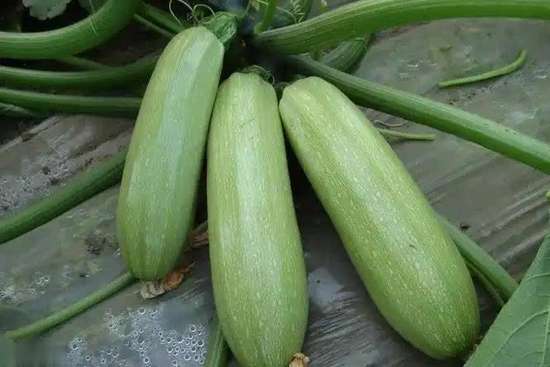 医生为何总提醒吃柿子要留心