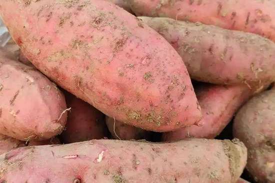 红薯大量上市