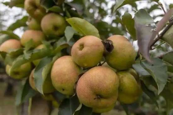 哪些水果适合肾结石患者吃