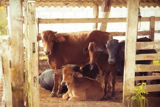 屠宰牛时牛为什么会流眼泪