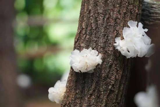 肺部不好要多吃这4种食物
