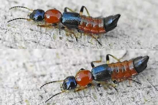 隐翅虫毒性超强