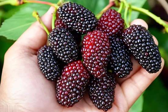 桑葚搭配什么补气血