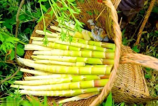 竹笋营养和功效与作用