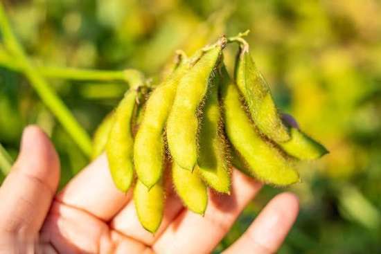 白菜是糖尿病的导火索