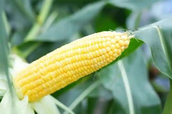 糖尿病人吃粗粮能控糖吗