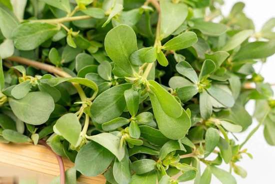 野菜马齿苋的功效与作用