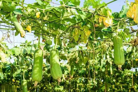 研究发现吃饭太快糖尿病风险高