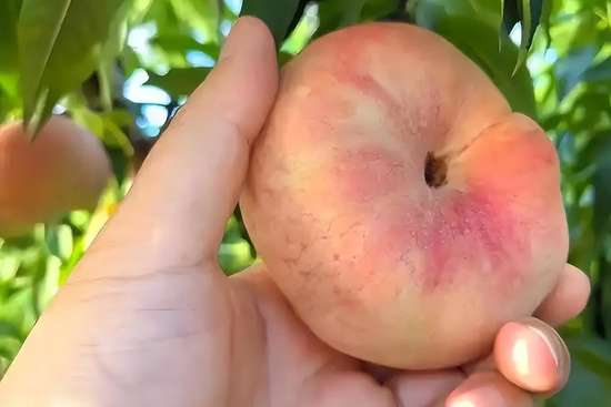 血糖高的人吃桃子的好处