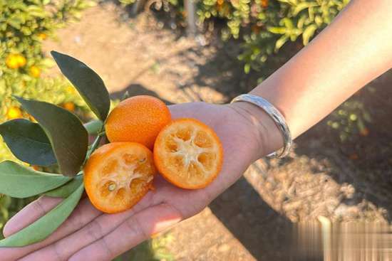 秋冬润喉热橙茶推荐