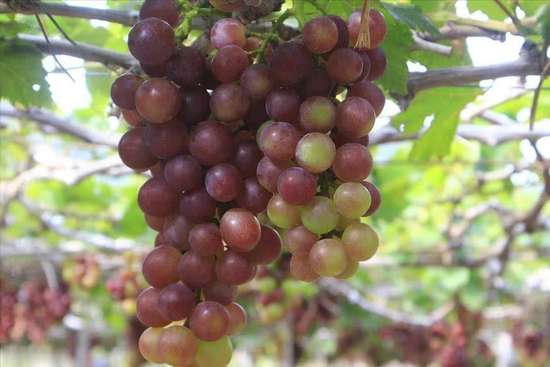 胰腺炎可以吃葡萄吗