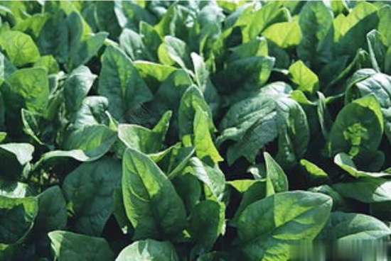 越吃眼睛越亮的3种菜