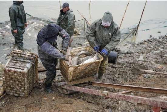 杀猪干塘的习俗