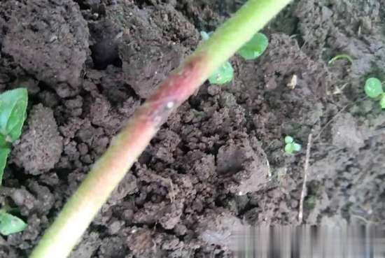 得了炭疽病怎么治