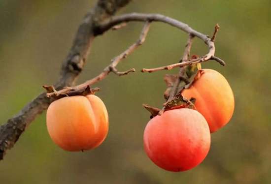 柿子大量上市哪四种人不能吃