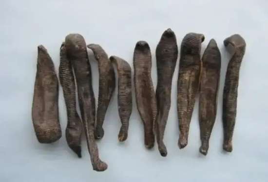 鸡吃了水蛭肠胃会被钻破吗