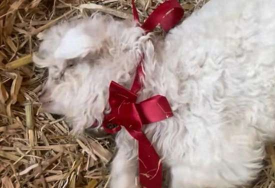宁夏一小羊因装死走红