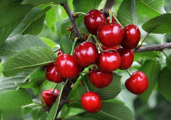 缺铁严重的后果