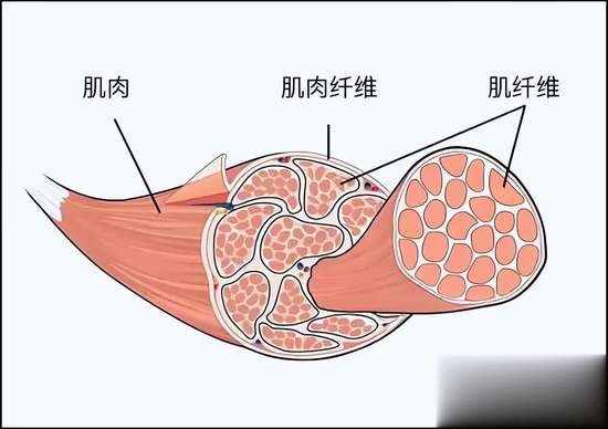 减脂后脸垮了怎么恢复