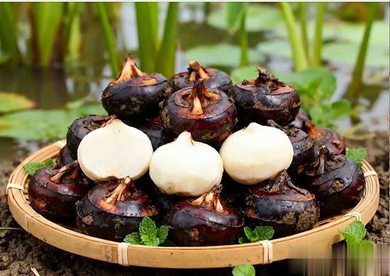 医生总是反复提醒吃柿子要多留心